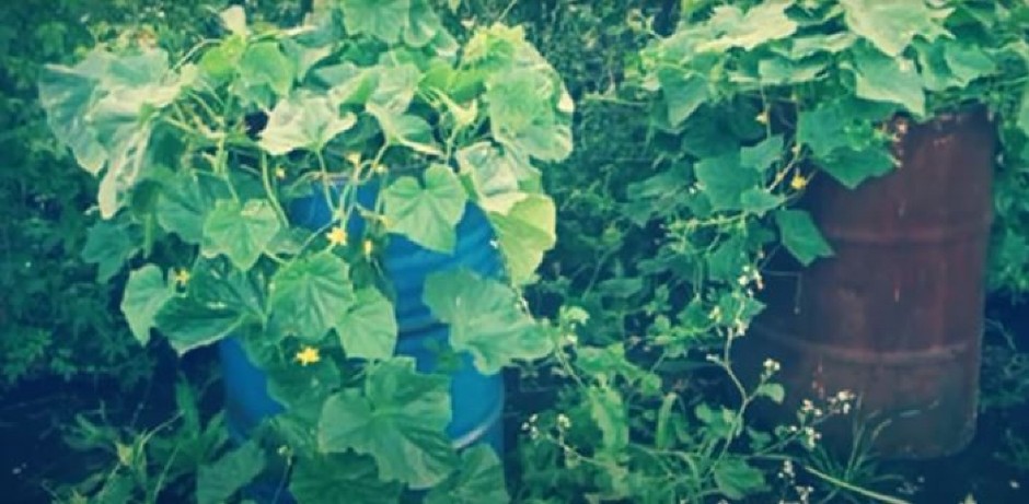 KRASTAVCI RASTU KAO LUDI UZ OVAJ TRIK Sve što vam treba je jedno bure!