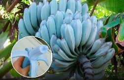 BANANA SA UKUSOM SLADOLEDA Aromatična vrsta koja je osvojila svet