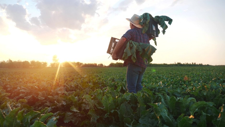 ON GODINAMA GAJI CVEKLU PORED PANČEVA: Sada je otkrio tajnu uspeha