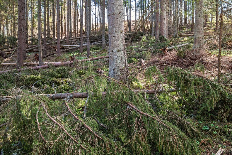 STRAVIČNA OLUJA U HRVATSKOJ Oluja obara stabla i skele