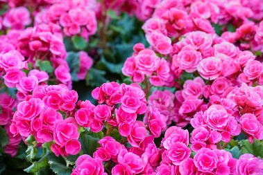 SVAKA KUĆA TREBA DA IMA OVO CVEĆE Naš narod veruje da tera svađu, a privlači ljubav i sreću!