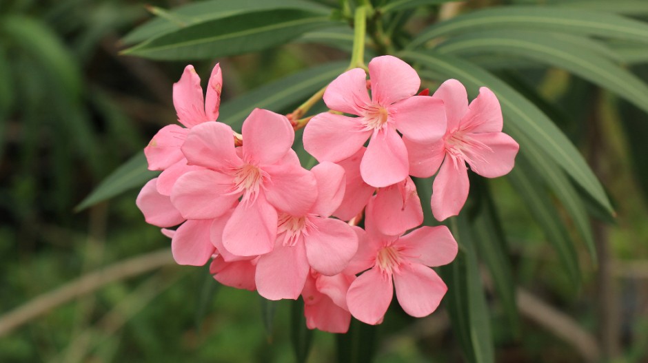 IZA RASKOŠNE LEPOTE KRIJE SE OTROV Mnogi imaju ovaj cvet u dvorištu, a ne znaju koliko je opasan
