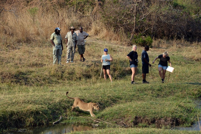 DIVLJA ZVER GA JE GLEDALA PRAVO U OČI A onda je čovek izgovorio jednu rečenicu i odmah je oterao, snimak zaprepastio svet! (VIDEO)