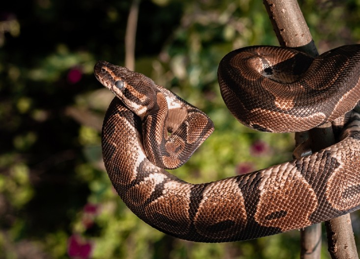 OD NJIHOVOG MIRISA BEŽE KAO LUDE Posadite ove 3 biljke i oko kuće nikada više nećete videti zmije