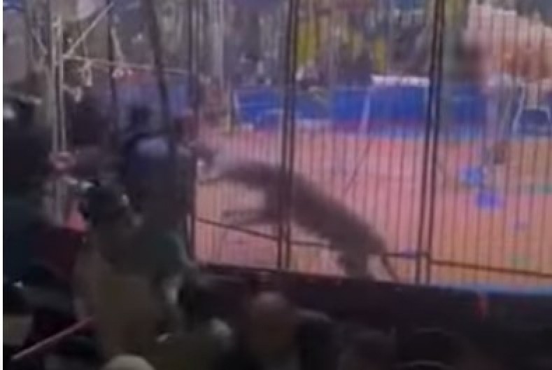 JEZIVA SCENA U CIRKUSU! Lav napao trenera, otkunuo mu je RUKU,  publika u panici! (VIDEO)