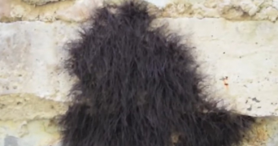 ČOVEK JE MISLIO DA JE U PITANJU GOMILA DLAKA Kada ju je pipnuo štapom, shvatio je da je nešto živo i da se mrda! (VIDEO)