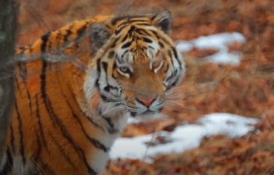 HAOS U RUSIJI! Kako je amurski tigar ubio političara pre nego što je i sam izgubio život?