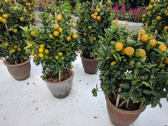 VRATITE MIR I BLAGOSTANJE U PORODIČNI DOM Da rasterate lošu energiju treba vam samo jedno voće