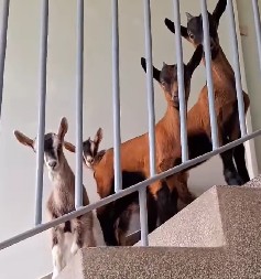 KO TO TAMO MEKEĆE?” Stanari zatekli jariće na stepeništu – komšija drži koze u stanu, snimak zapalio mreže