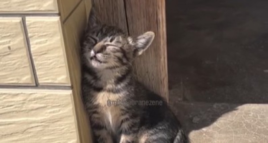 AUH, ŠTA JE OVO?! Mače koje spava na suncu oborilo je internet, pogledajte zašto svi plaču od smeha! (VIDEO)