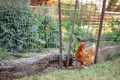 Jedemo više pilića nego ikad – Stižu li domaći živinari to da isprate?