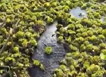 BIOLOG SE NAŠAO OČI U OČI SA DIVLJIM MONSTRUMOM Predator veličine automobila ga vrebao iz vode, užas! (VIDEO)