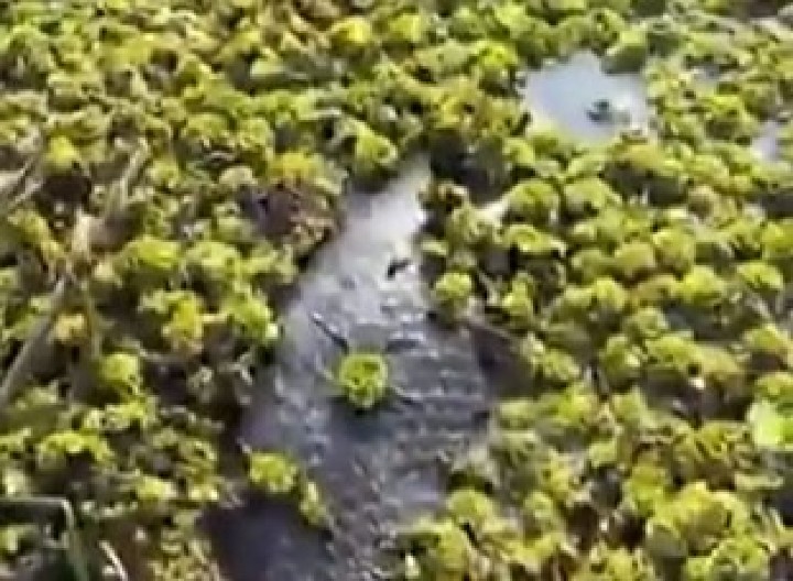 BIOLOG SE NAŠAO OČI U OČI SA DIVLJIM MONSTRUMOM Predator veličine automobila ga vrebao iz vode, užas! (VIDEO)