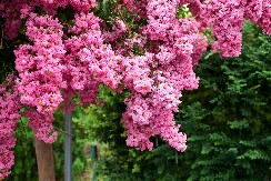 KRASIĆE VAM DVORIŠTE DO KASNE JESENI Simbol je ljubavi, a raskošni cvetovi privlače sve poglede