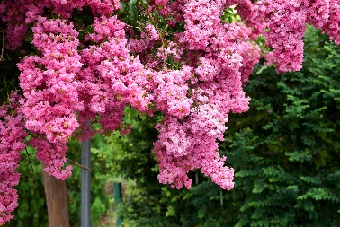 KRASIĆE VAM DVORIŠTE DO KASNE JESENI Simbol je ljubavi, a raskošni cvetovi privlače sve poglede