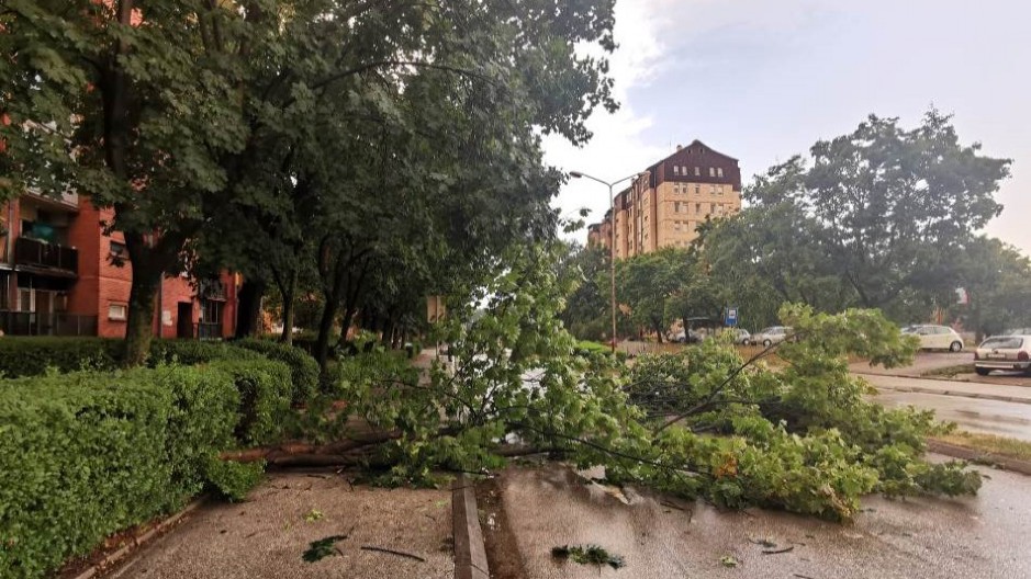 TRAGEDIJA IZBEGNUTA ZA DLAKU Ogromno stablo se srušilo na ulicu u centru Bajine Bašte