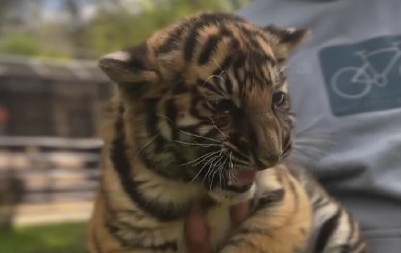 BEBA TIGRIĆA STIGLA U ZOO VRT I OBOŽAVA DA SE MAZI! Evo kada možete da ga posetite i slikate se sa njim