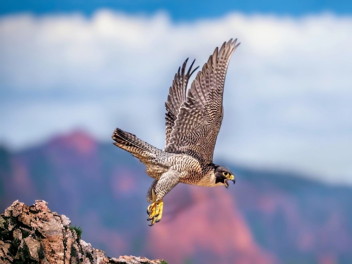 VIC DANA Ide orao i sretne dvoglavog orla...