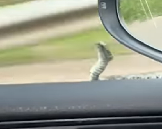 AU, DA TE INFARKT STREFI Srbin kod Zlatibora vozio auto, a onda mu se ONA pojavila na retrovizoru (VIDEO)