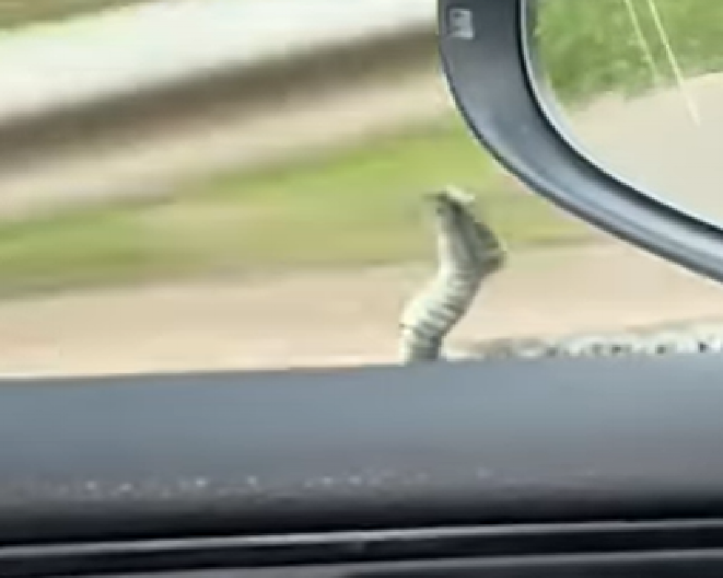 AU, DA TE INFARKT STREFI Srbin kod Zlatibora vozio auto, a onda mu se ONA pojavila na retrovizoru (VIDEO)