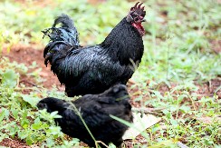 DA LI STE ČULI ZA „LAMBORGINI“ KOKOŠKE? Cena jednog komada je kao nečija plata