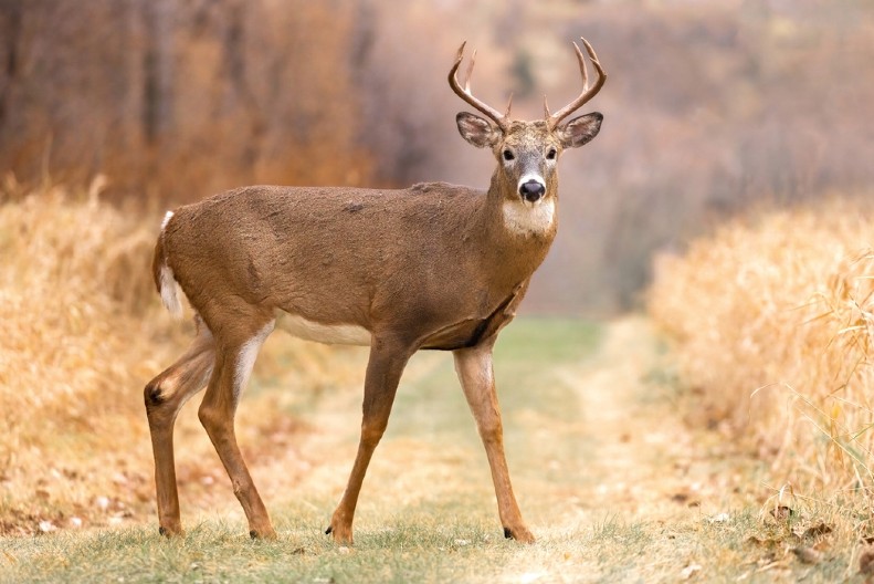 VIC DANA Ulazi jelen u birtiju, i kaže konobaru...