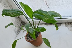 OVE PRELEPE BILJKE SU SPAS ZA VLAGU U KUĆI Nabavite ih i zaboravite na vlažne zidove i miris buđi