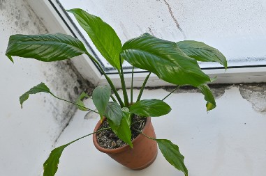 OVE PRELEPE BILJKE SU SPAS ZA VLAGU U KUĆI Nabavite ih i zaboravite na vlažne zidove i miris buđi