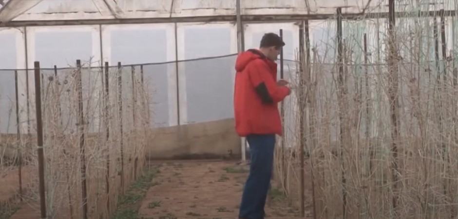 LJUBA ZASADIO OVU BILJKU ZBOG TEŠKE BOLESTI Ubrzo shvatio koliko je isplativo i ušao u biznis – Zarada i do 250.000 evra godišnje