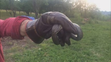 AUH, KAKAV ŠOK! Radnici fabrike u Malošištu stigli na posao, pa se prestravili: Dočekala ih ova ZMIJURINA (FOTO)