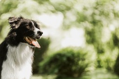 OVE PSE LJUDI NAJČEŠĆE BIRAJU ZA LJUBIMCE, ALI UVEK ZAŽALE Evo zbog čega