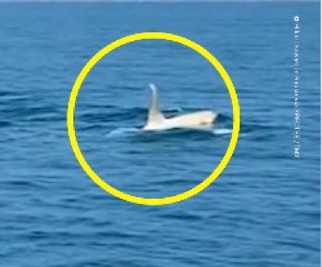 NEVEROVATAN SUSRET FOTOGRAFA I BELE MORSKE ZVERI Neočekivani trenutak u okeanu zapanjio je ceo svet! (VIDEO)