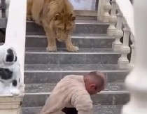 ALBANAC HTEO DA SE POIGRA SA LAVOM, A ONDA JE USLEDIO HOROR Divlja zver dobila šamarčinu, snimak šokirao Balkan! (VIDEO)