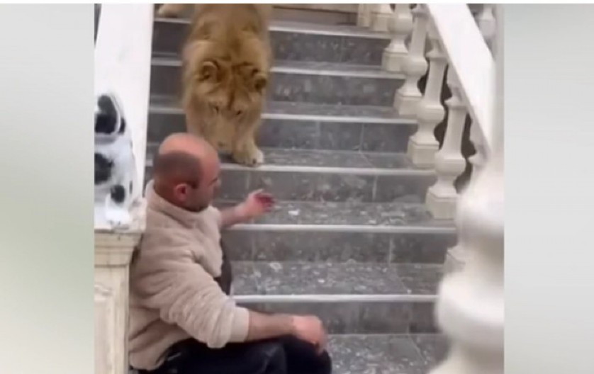 LAV NAPAO ČOVEKA U ALBANIJI! Držali ga kao ljubimca, a onda je samo zgrabio šapom, JEZIVI SNIMAK! (VIDEO)