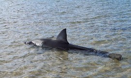OGROMNA BELA AJKULA SE NASUKALA U PLIĆAKU Prišli su da joj pomognu, a onda se dogodilo nešto neverovatno