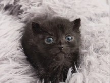 LJUDI NA MREŽAMA SU POLUDELI ZA OVOM PUFNICOM Neverovatno je majušna - ljudi ne veruju kada je vide