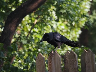 RASTERAJTE VRANE IZ VRTA Kad im se ovo postavi, beže kao oparene