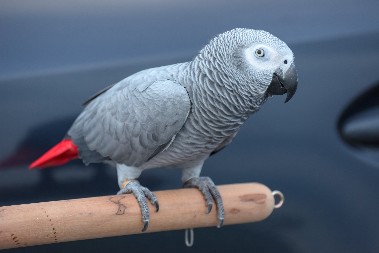 URNEBESNO Papagaj psuje psa koji neće da se igra sa njim - ovo morate da vidite