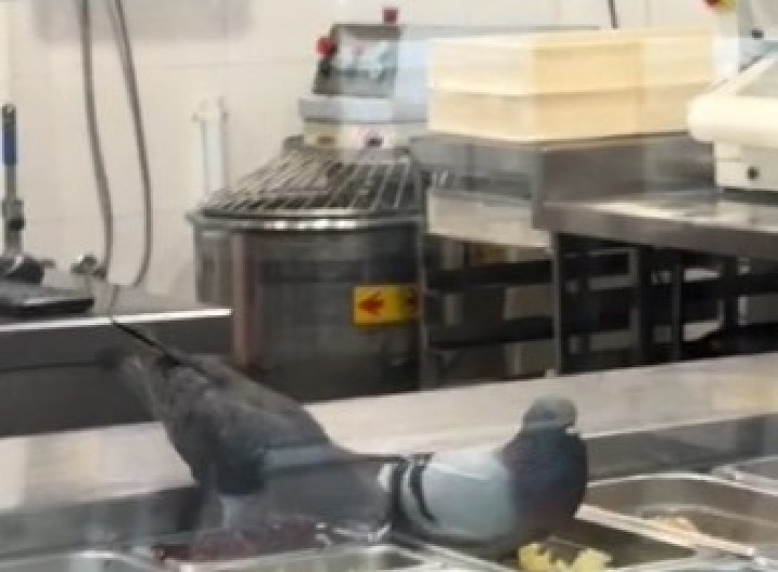 NEVIĐENI HAOS U PICERIJI Golubovi uleteli u lokal pa doručkovali iz činija za priloge, kupci zgroženi prizorom! (VIDEO)