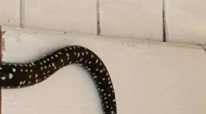 UŠAO JE U PODRUM I ZAČUO JEZIVO ŠIŠTANJE Kada je podigao pogled ugledao je zver od 3 metra, umalo se onesvestio od šoka! (FOTO)