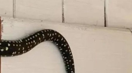 UŠAO JE U PODRUM I ZAČUO JEZIVO ŠIŠTANJE Kada je podigao pogled ugledao je zver od 3 metra, umalo se onesvestio od šoka! (FOTO)