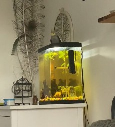 PAPAGAJ PEVANJEM ODUŠEVIO 287 MILIONA LJUDI Opsednut je hitom iz 1978. godine, odlepi kad čuje tu pesmu!