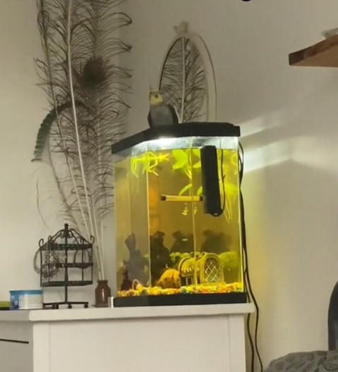 PAPAGAJ PEVANJEM ODUŠEVIO 287 MILIONA LJUDI Opsednut je hitom iz 1978. godine, odlepi kad čuje tu pesmu!