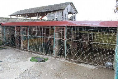 PANČEVO CENTAR ODGOJA I ŠVERCA PASA ZA EVROPU  Policija presekla još jedan lanac organizovane nelegalne trgovine i zlostavljanja životinja na međunarodnom nivou