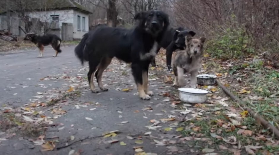 PSE U ČERNOBILJU JE ZRAČENJE PRETVORILO U MUTANTE: Ovo je šta su naučnici otkrili! (VIDEO)