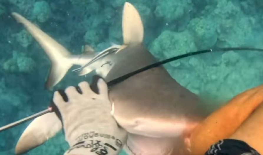 MORSKA ZVER BRUTALNO UGRIZLA RONIOCA, VRIŠTAO OD BOLOVA Sekunde su ga delile od sigurne smrti, hitno prebačen avionom u bolnicu! (VIDEO)