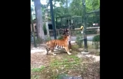 HOROR U ZOOLOŠKOM VRTU: Tigar ubio čuvara, hitna pomoć nije mogla ništa da uradi