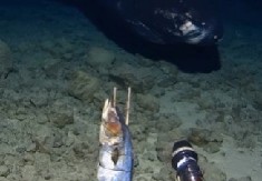 ISTRAŽIVAČI OTKRILI JEZIVO STVORENJE U DUBINAMA OKEANA Monstrum oštrim zubima nasrnuo na kameru! (VIDEO)