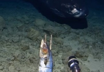 ISTRAŽIVAČI OTKRILI JEZIVO STVORENJE U DUBINAMA OKEANA Monstrum oštrim zubima nasrnuo na kameru! (VIDEO)