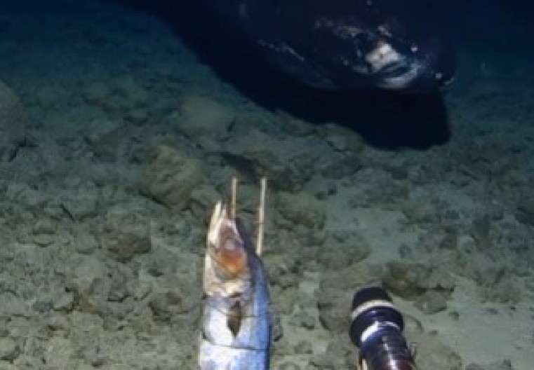 ISTRAŽIVAČI OTKRILI JEZIVO STVORENJE U DUBINAMA OKEANA Monstrum oštrim zubima nasrnuo na kameru! (VIDEO)